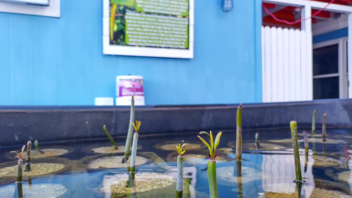 Mangrove Restoration Project
