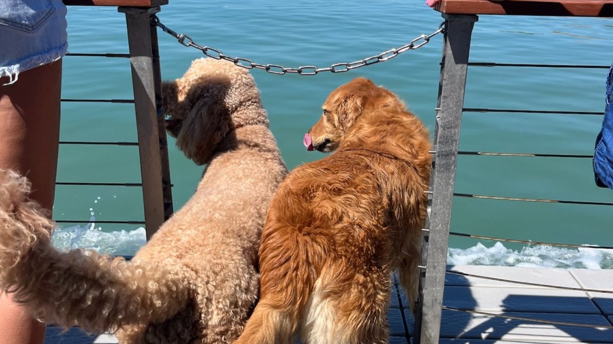 Dog friendly