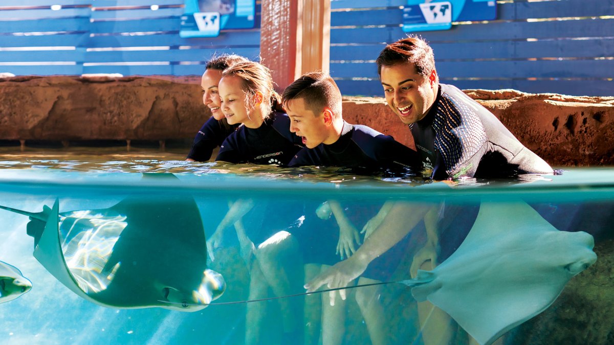 ZooTampa Stingray