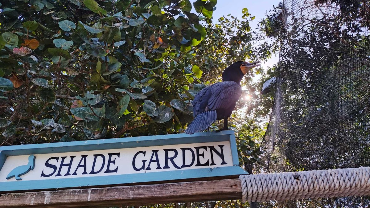 Shade Garden