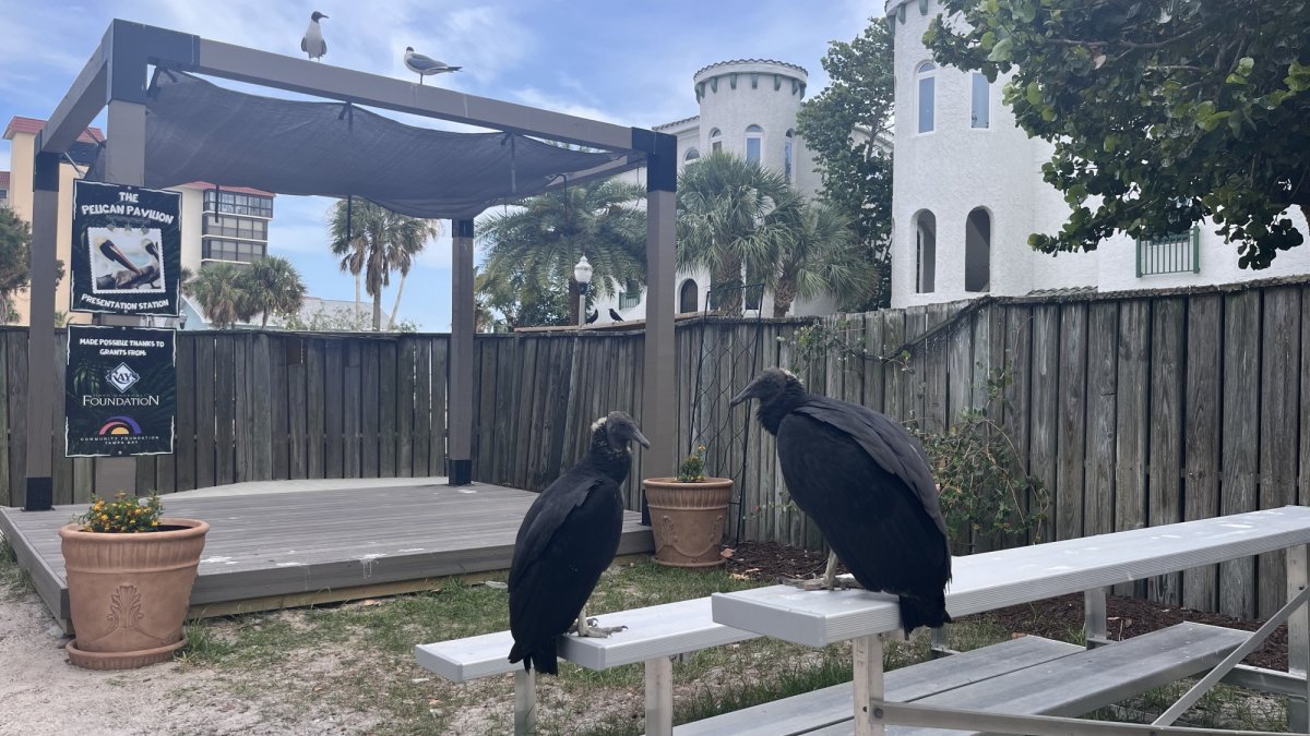 The Pelican Pavilion