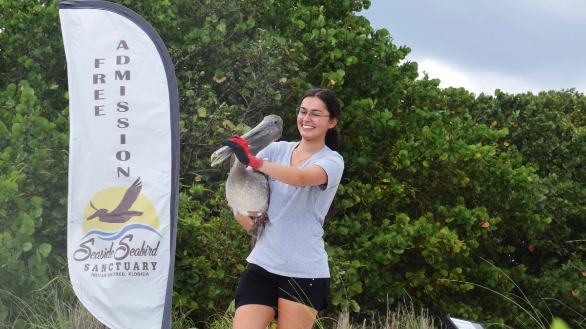 Public Bird Releases on the Beach