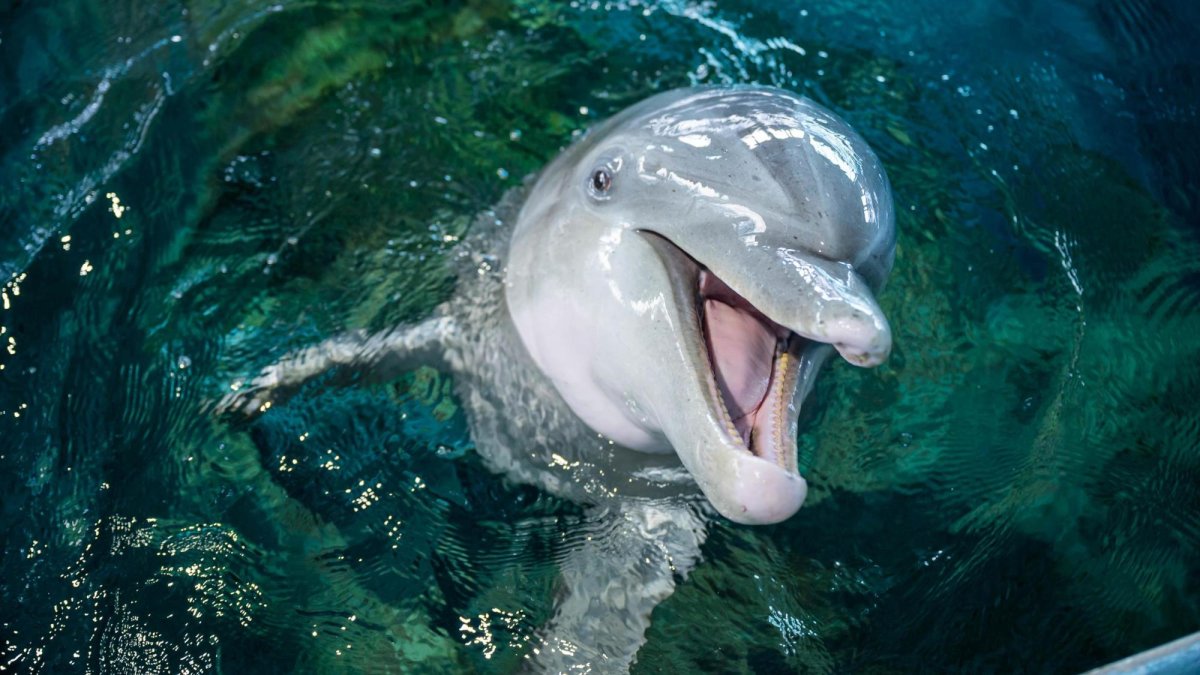 Dolphins 360° Virtual Tours Mobile Version