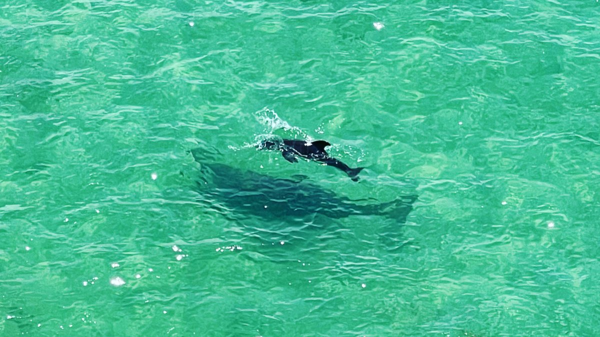 Sea Glass Kayaking - wildlife