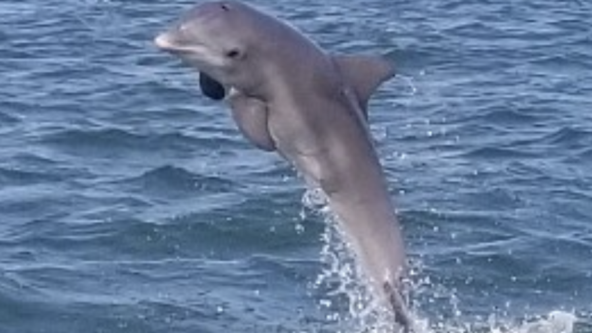 Dolphin Jumping