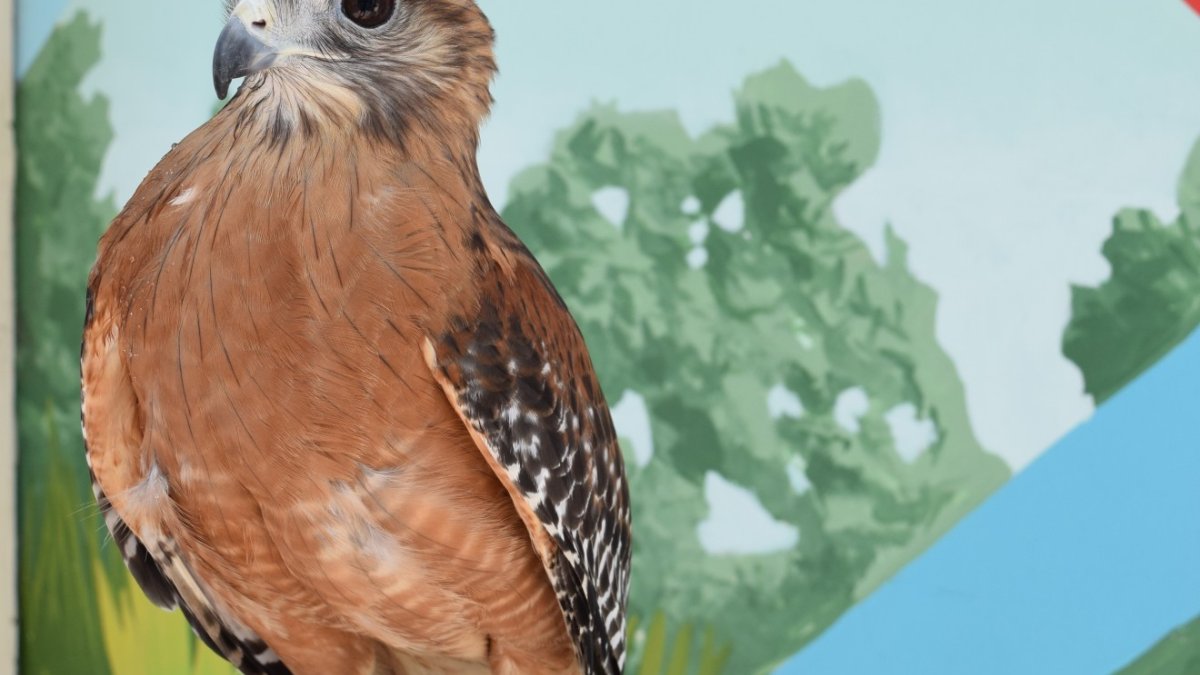 Cybil the Red-shouldered Hawk