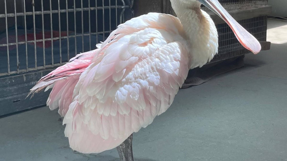 Meatball the Roseate Spoonbill