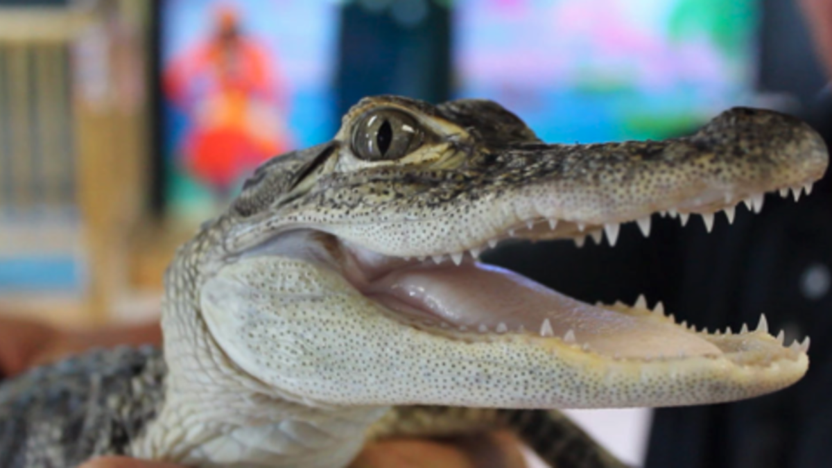 New Wildlife Discovery Center 2