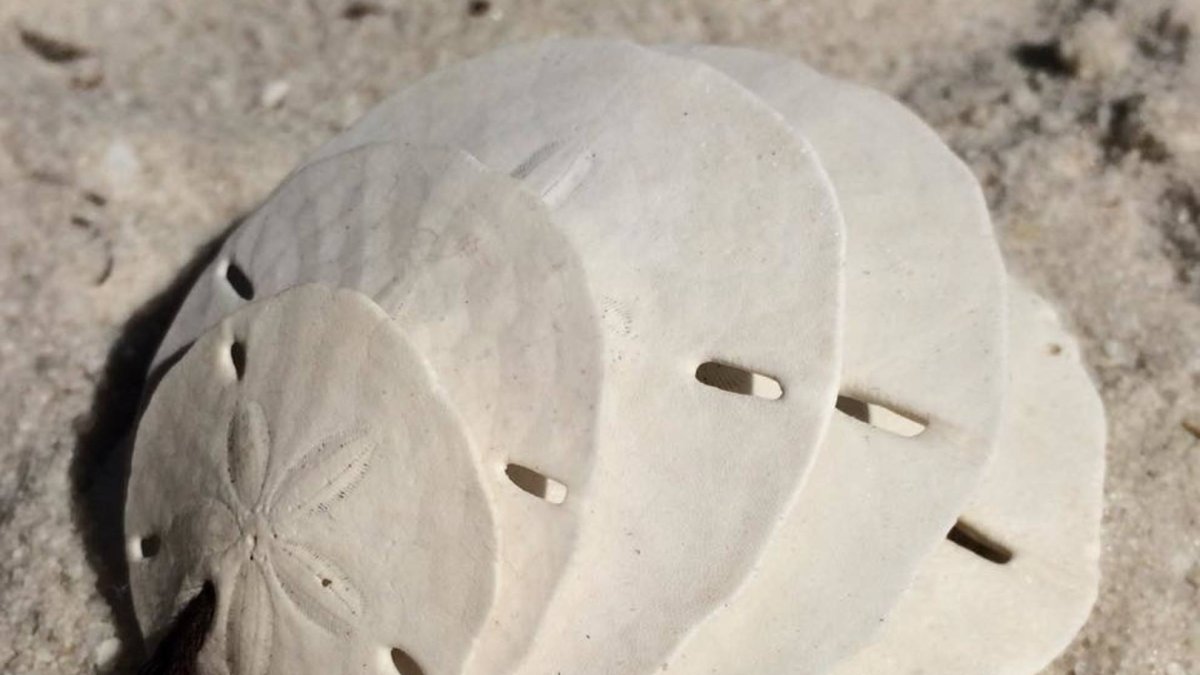Sand Dollars found on the beach!