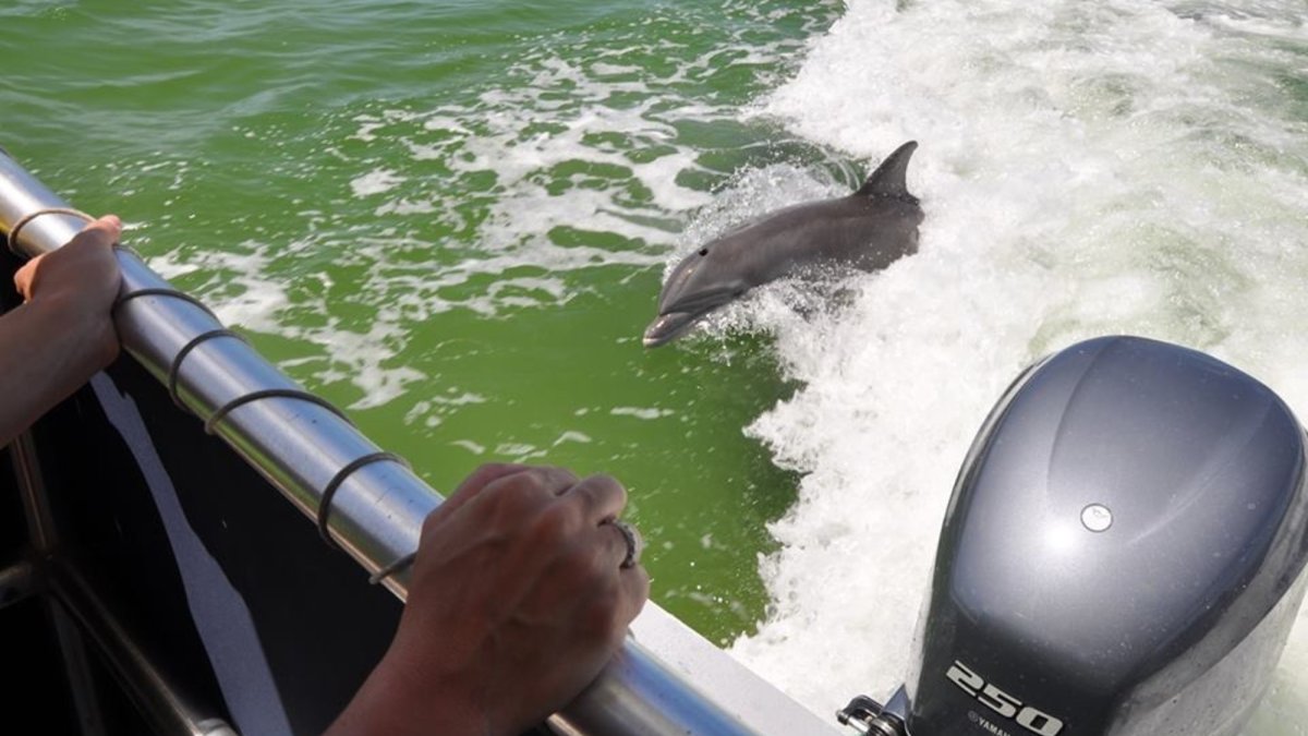 Dolphins playing in the wake behind our dolphin watching boat