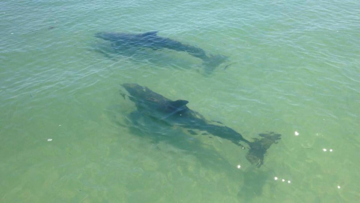 Get up close to some of our playful Dolphins!