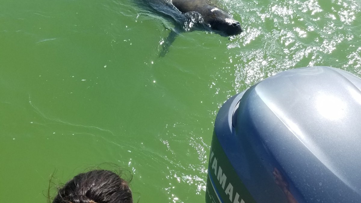 Up close and personal with Manatees!