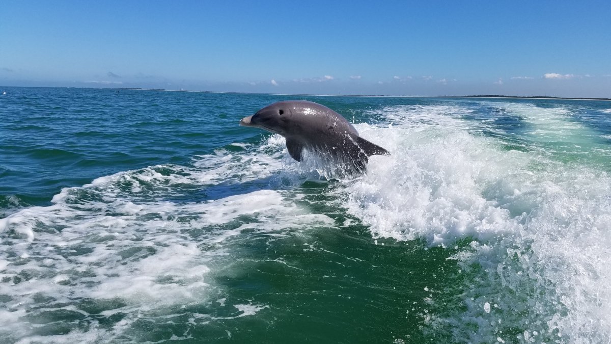 It's exciting to watch the dolphins jump behind the boat!