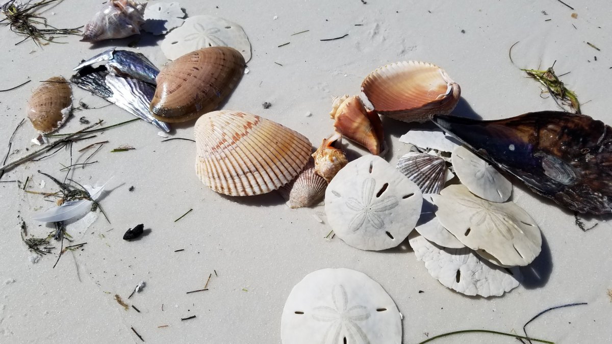 Shelling on our world famous barrier islands!