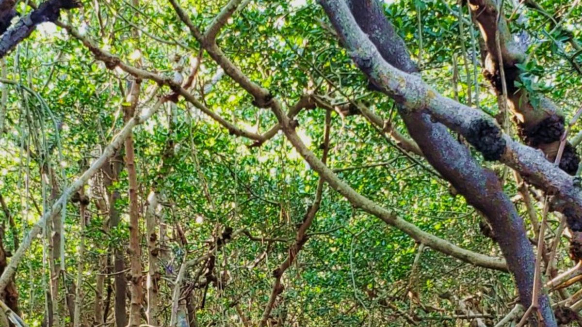 Kayaking through the hidden mangrove tunnels in our clear kayaks.