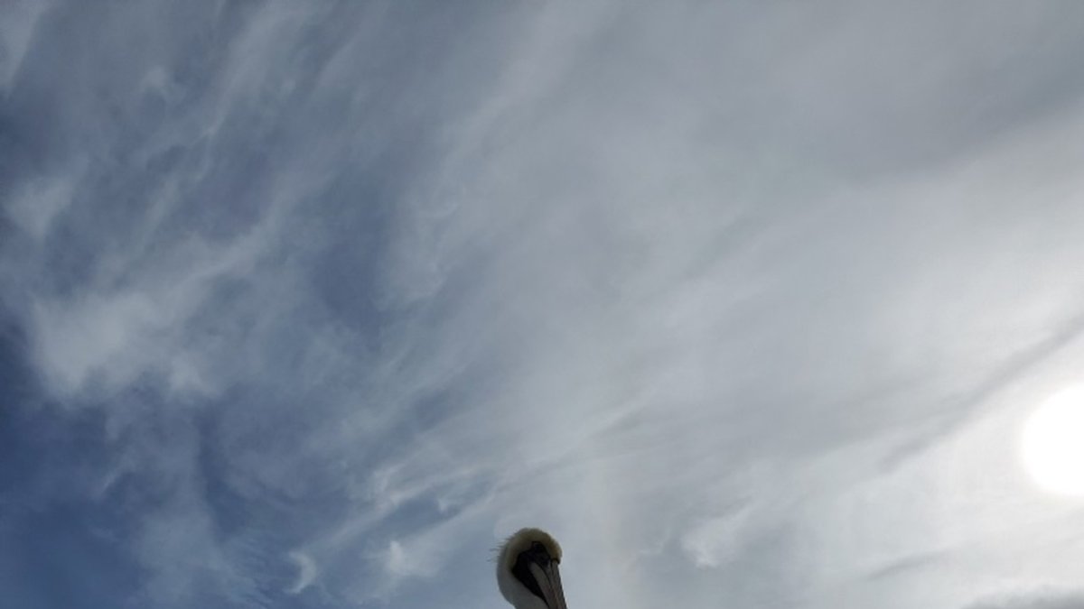 Pelican