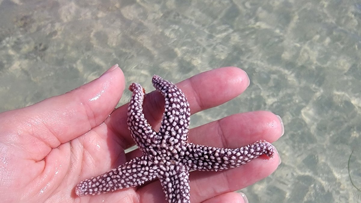 Starfish