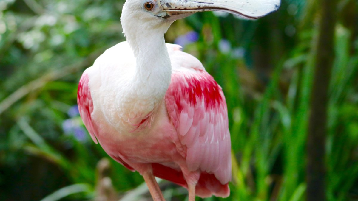 Pink Spoonbill in Wetlands Trail