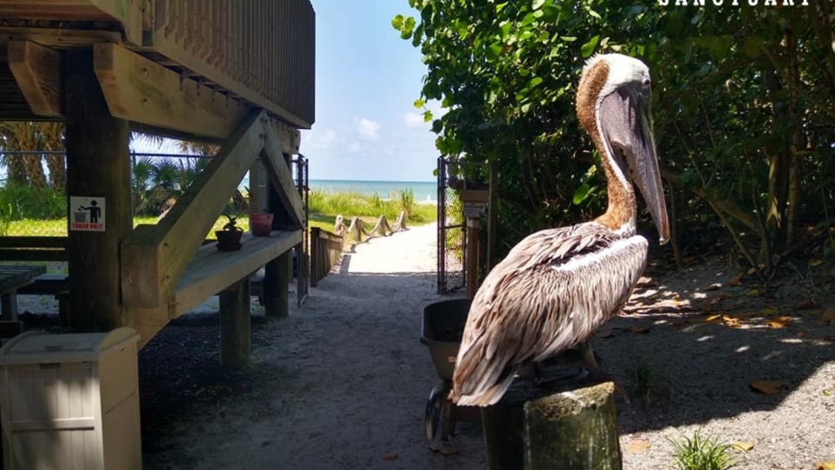 Seaside Seabird Sanctuary