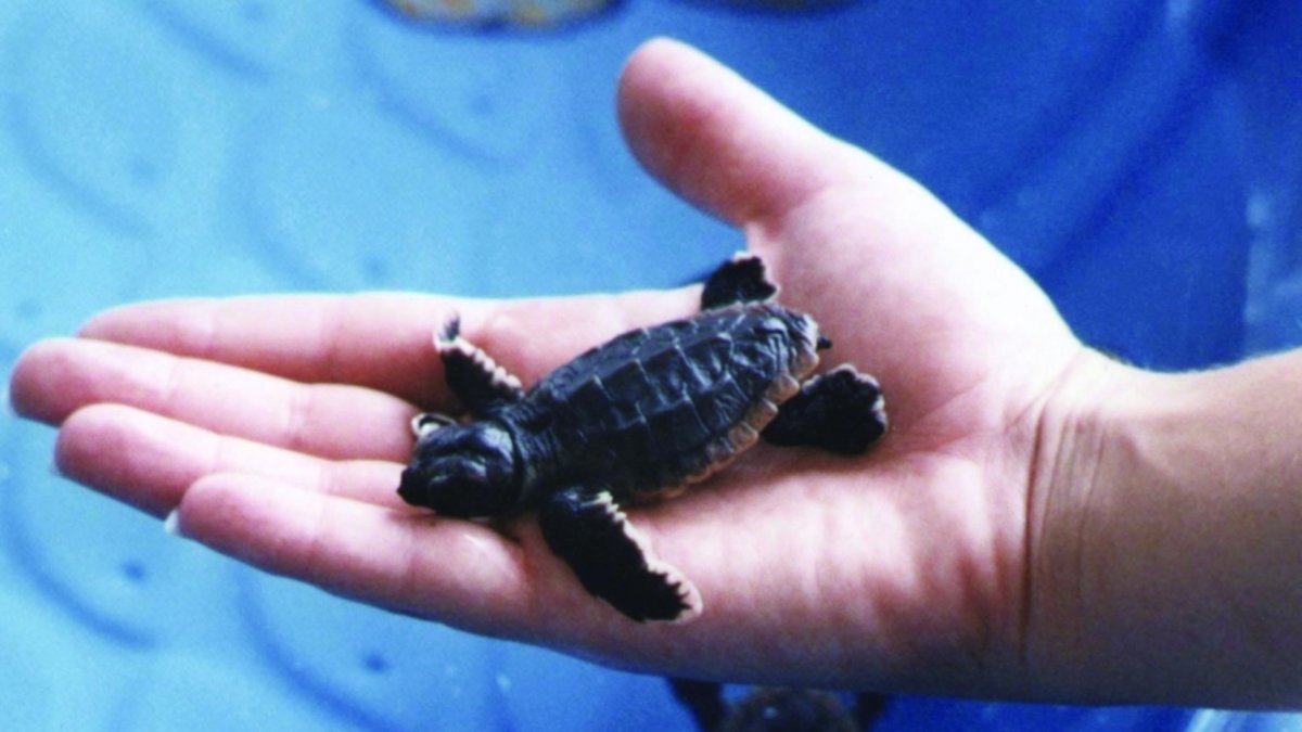 Baby loggerhead turtle in a worker's hand.