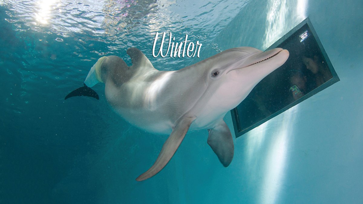 See Winter at Clearwater Marine Aquarium