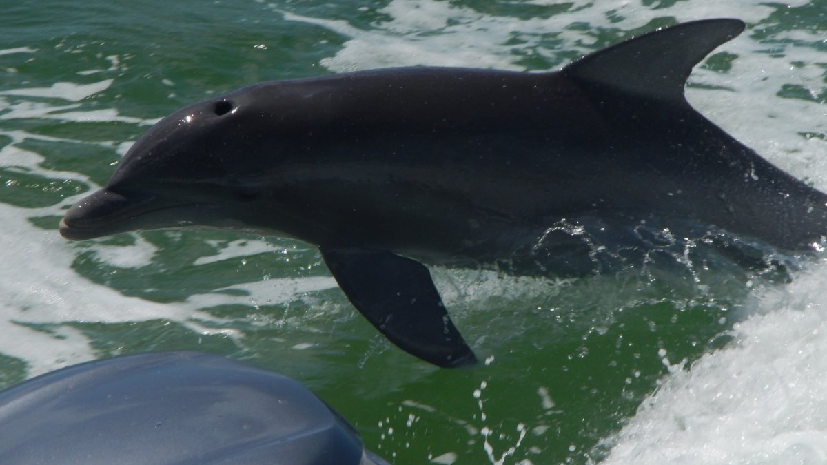 Dolphins jumping in the wake behind our Dolphin watching boat