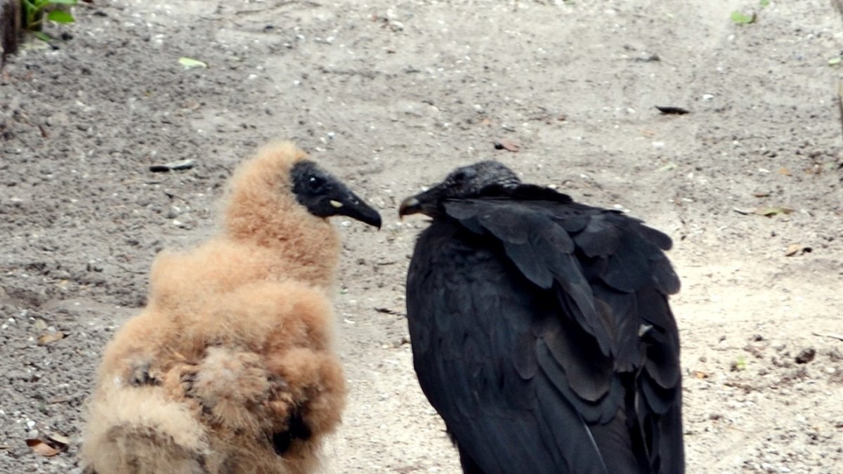 Seaside Seabird Sanctuary