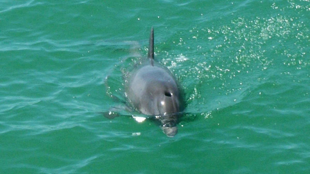 See dolphins up close and personal!