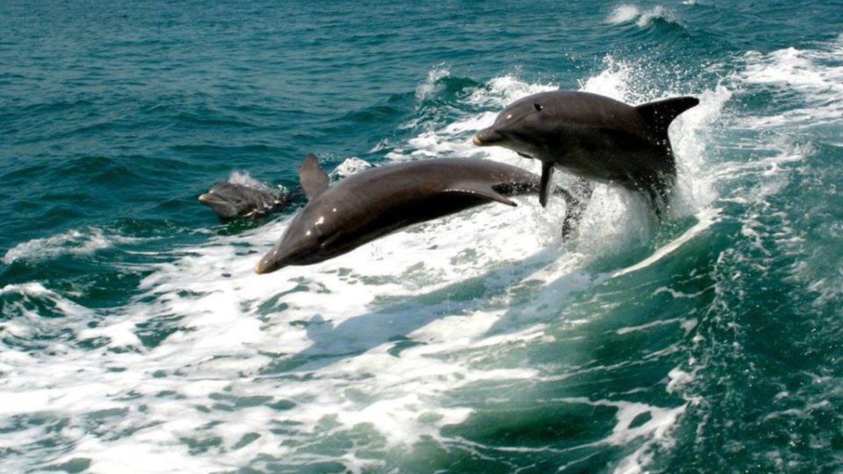 Frolicking Dolphins