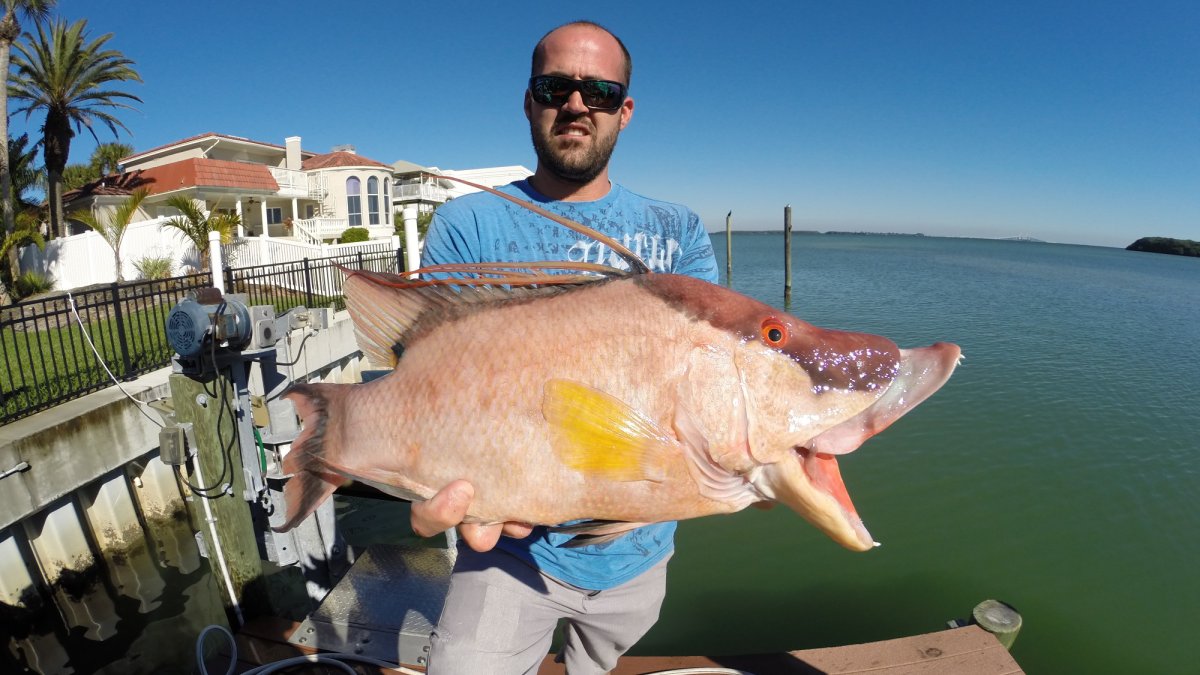 Customer with a NOCE Hogfish at Island Lure Fishing Adventures