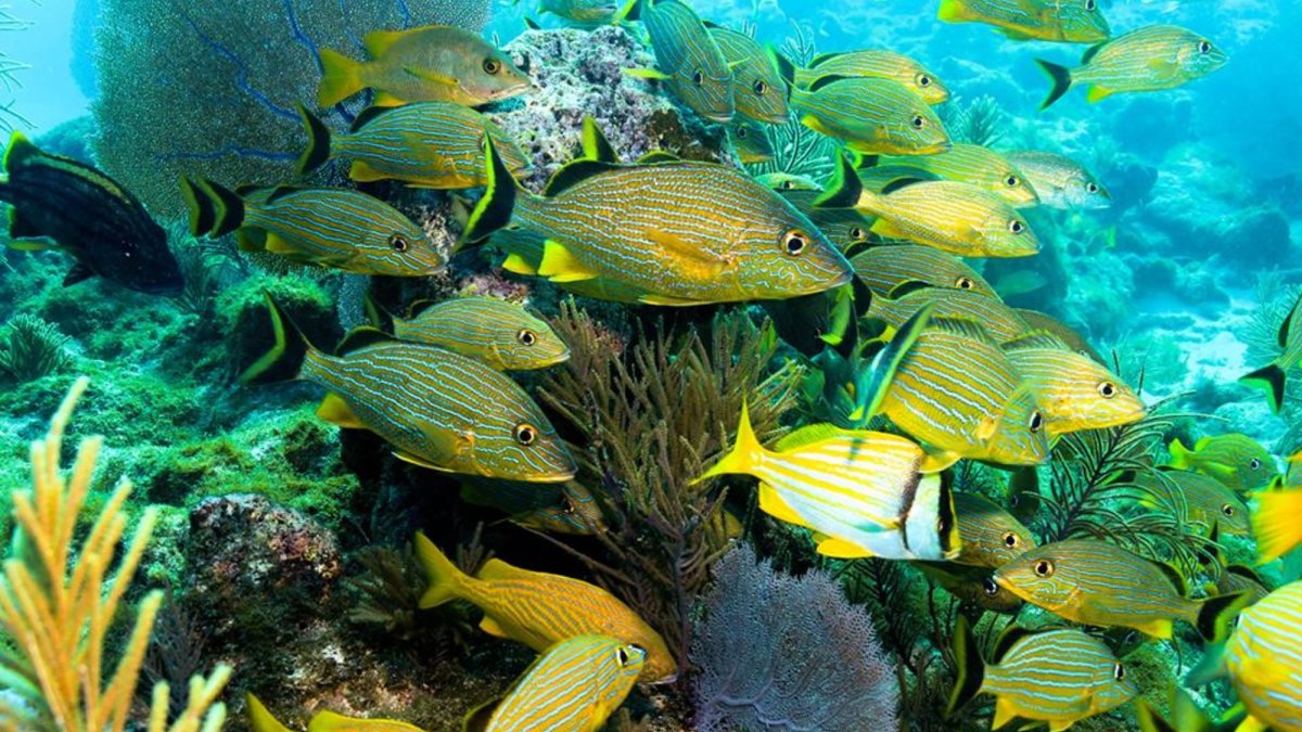 Gulfport Dive Center