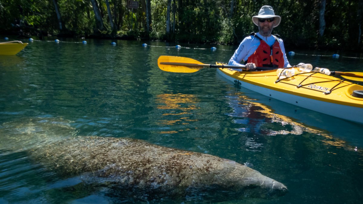 Kayaker and Manatee