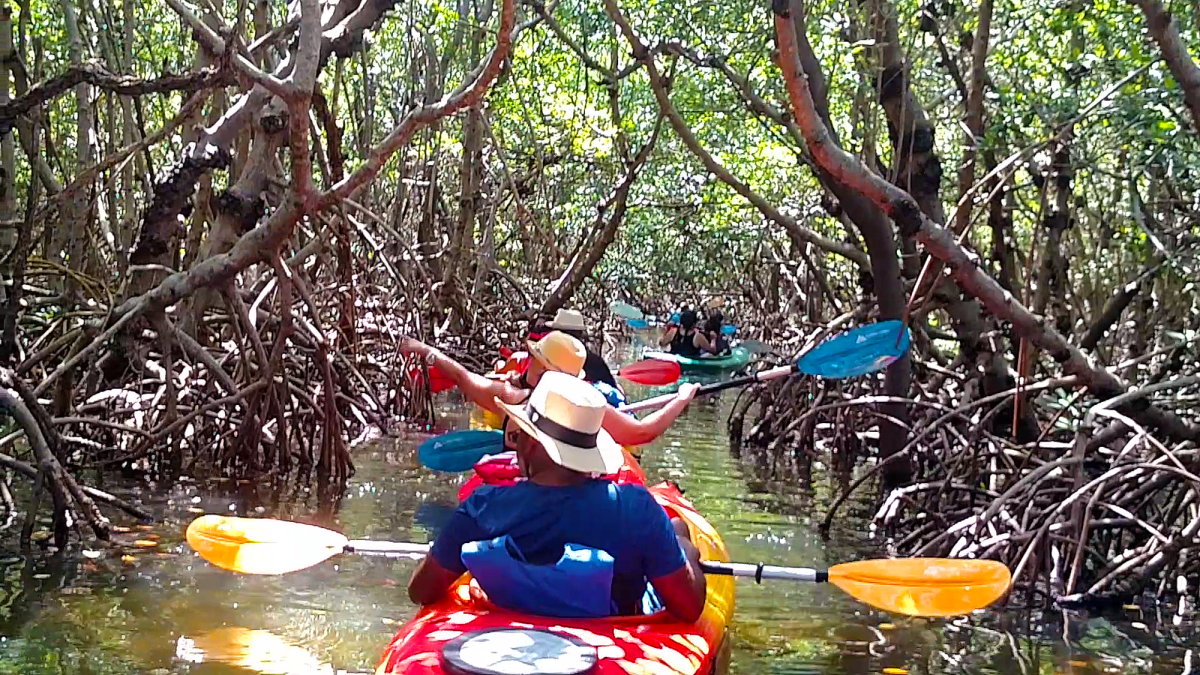 Mangrove Tunnels