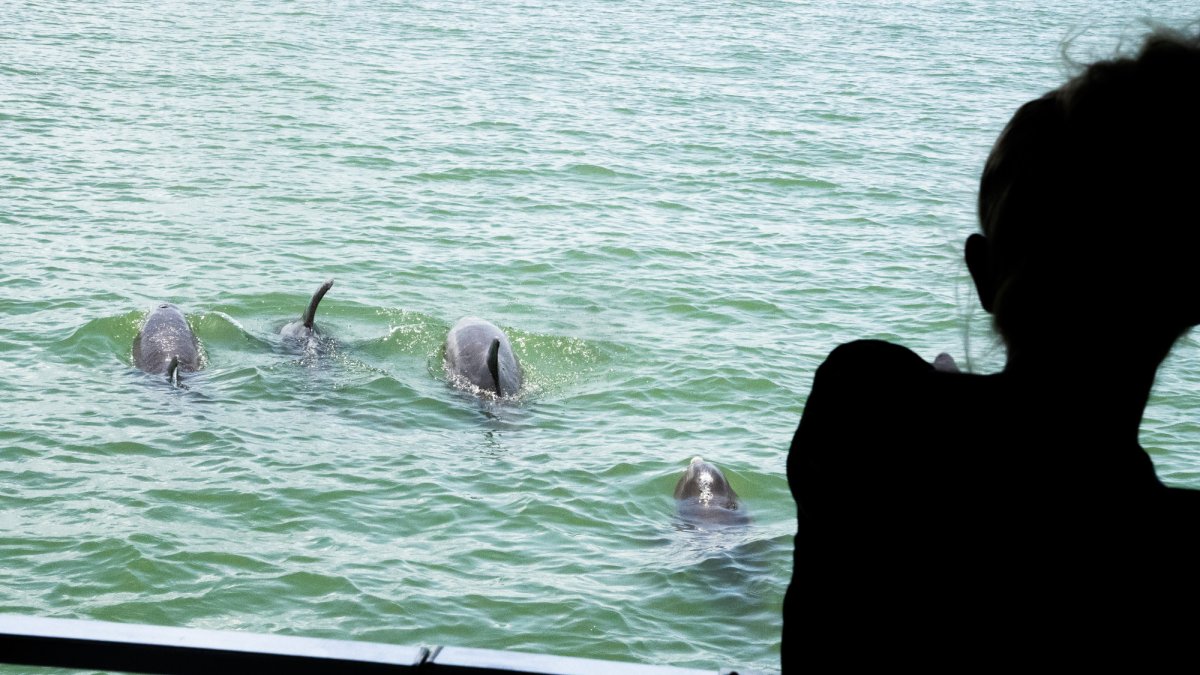 Dolphins by the boat