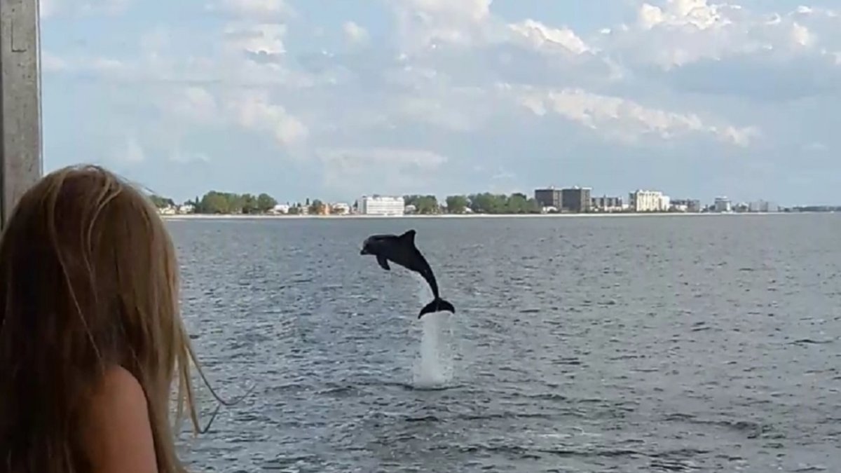 Dolphin Jumping by the Boat