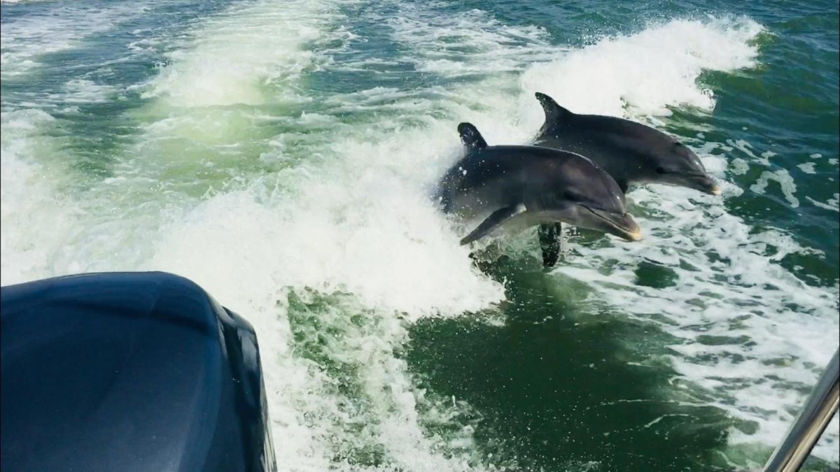 Dolphins jumping behind the boat!