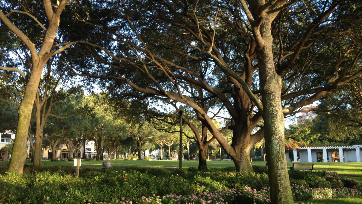 Straub Park Visit St Petersburg Clearwater Florida Straub Park Visit St Petersburg Clearwater Florida