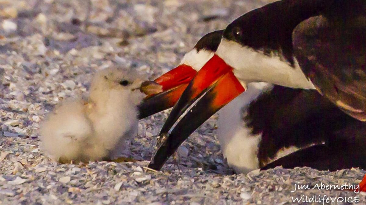 Find out about beach nesting Black Skimmers on a Shell and Beach Walks tour.