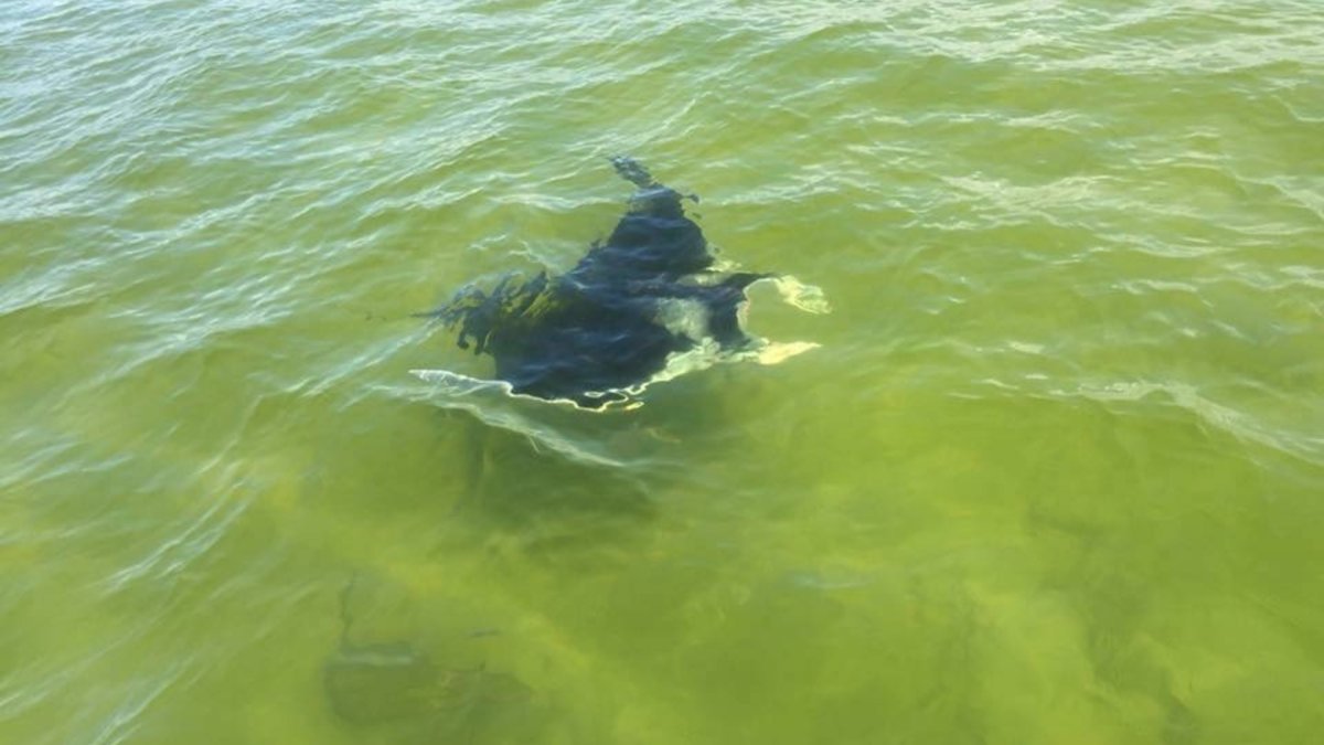 Manta Ray