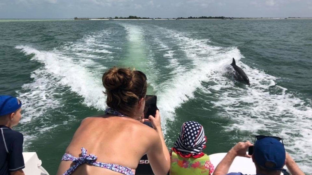 Jumping Dolphins!
