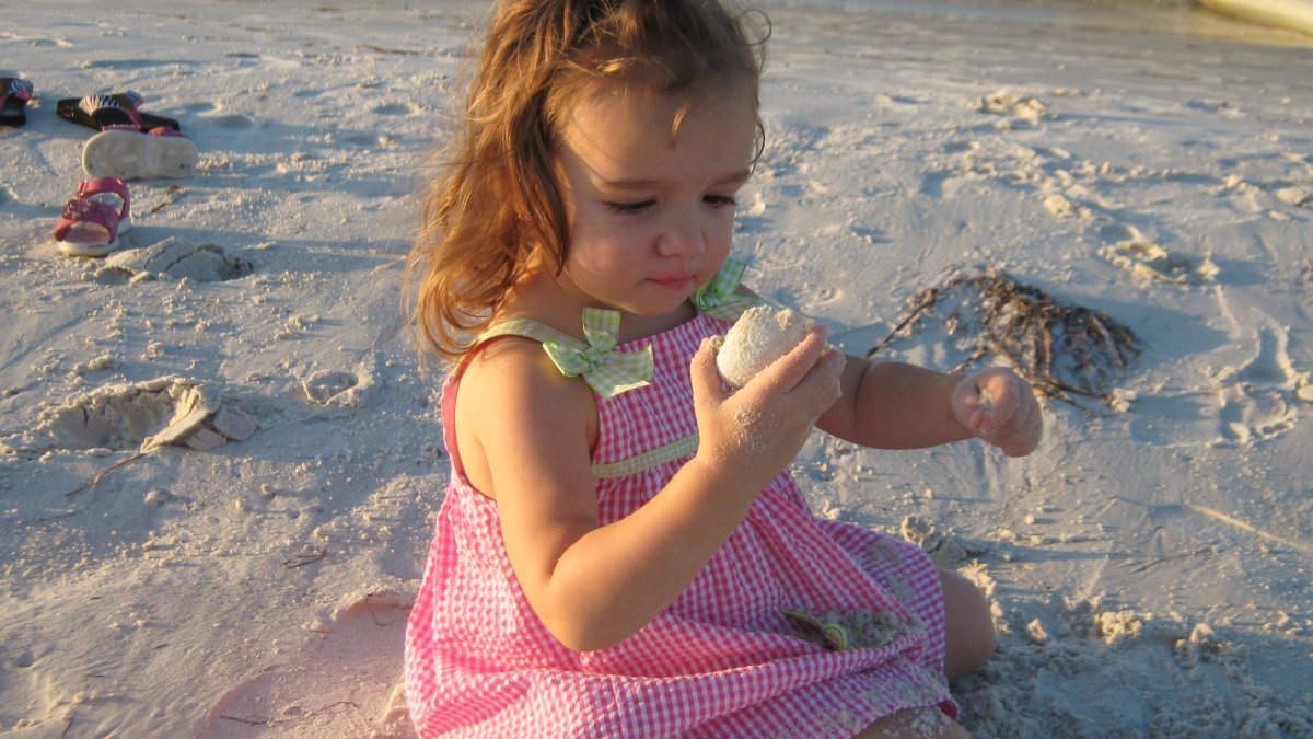 Shell Key island has an enormous number of unique and fascinating shells.