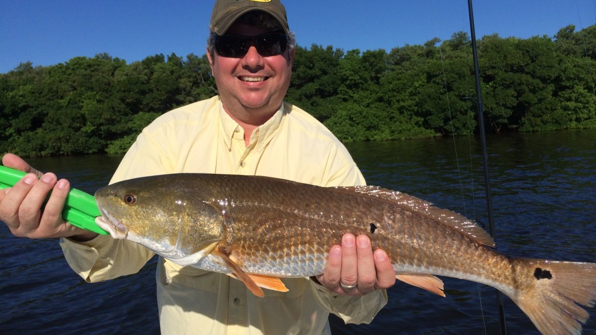 Tampa Bay Redfish