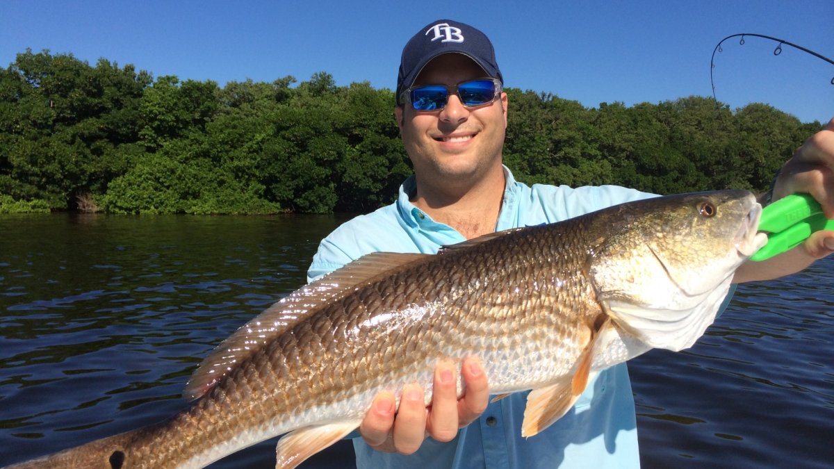 Tampa Bay monster redfish