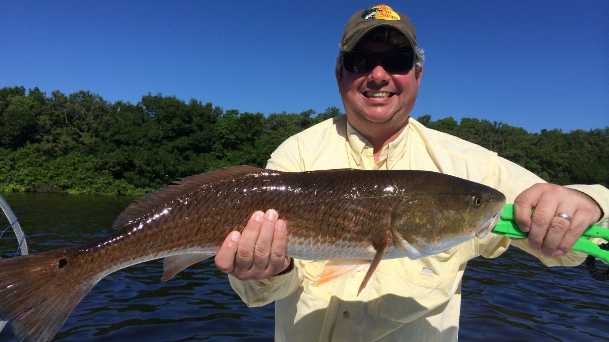 Big Redfish Tampa Bay