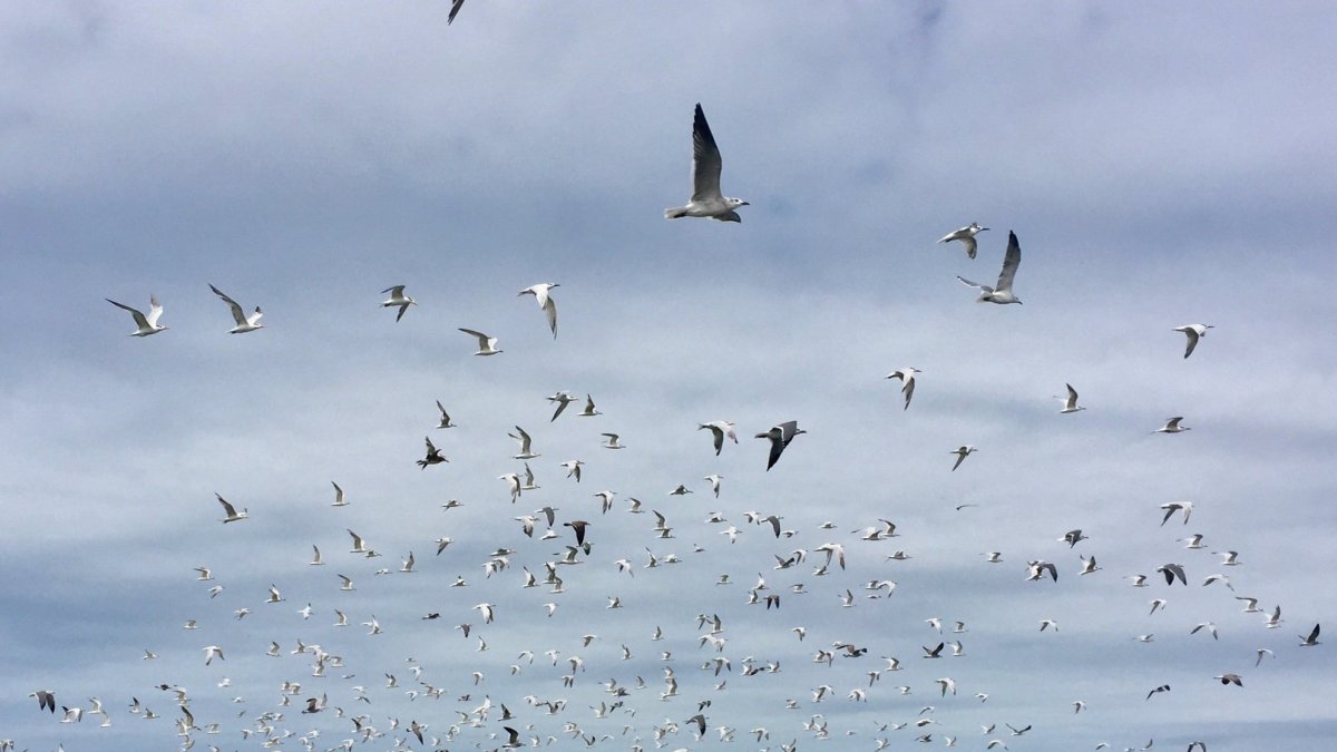 Coastal Kayak Tours St Pete