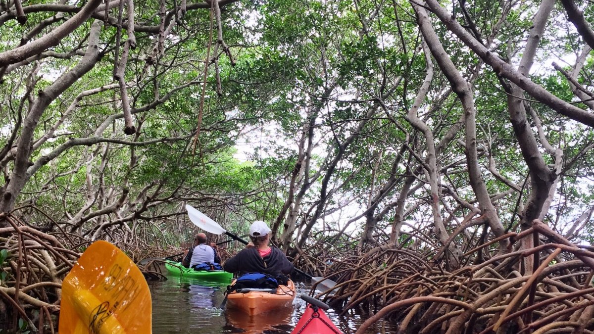 Coastal Kayak Tours St Pete