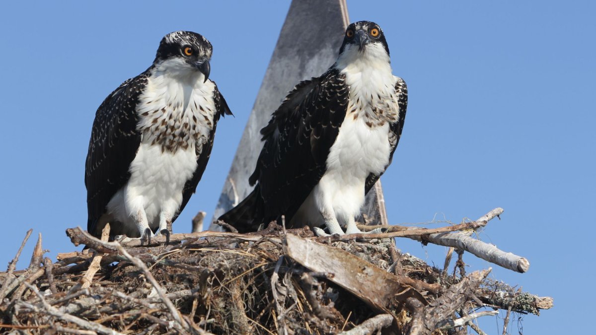 Ospreys