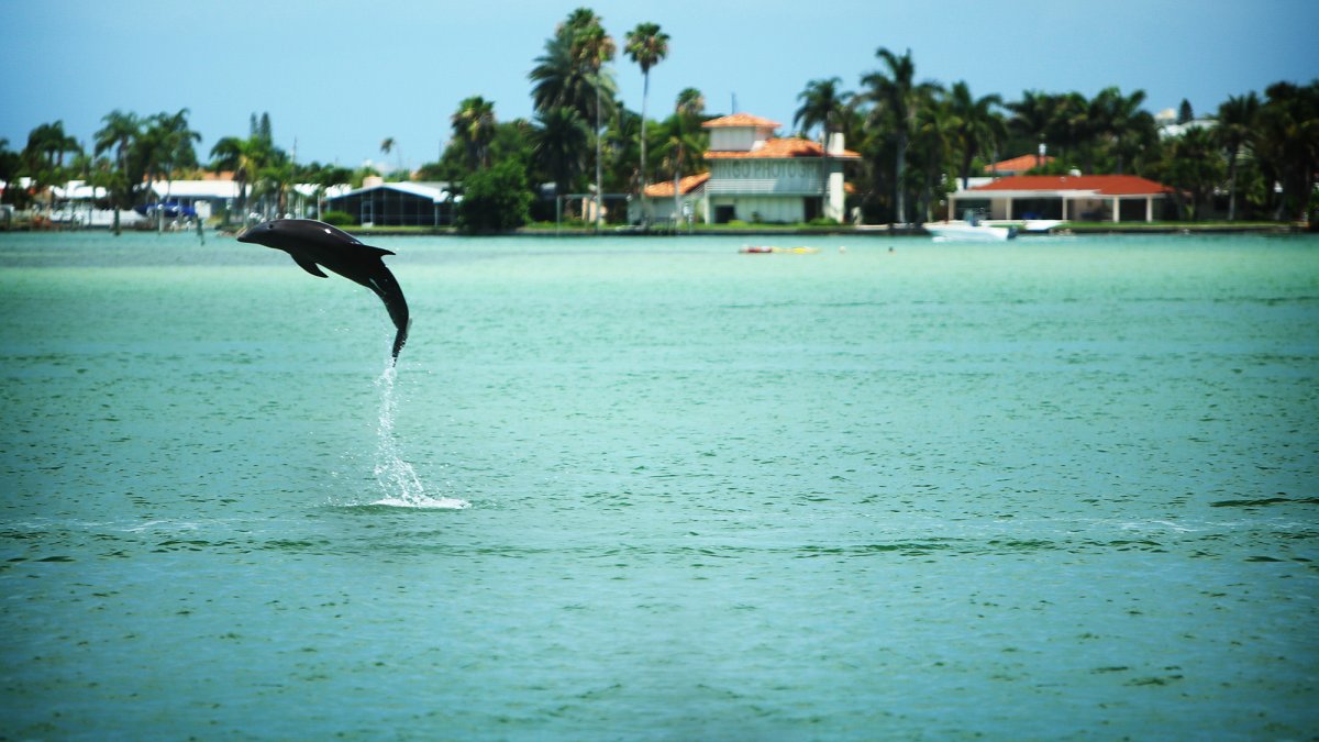 dolphin jumps completely out of the water near our dolphin watching boat