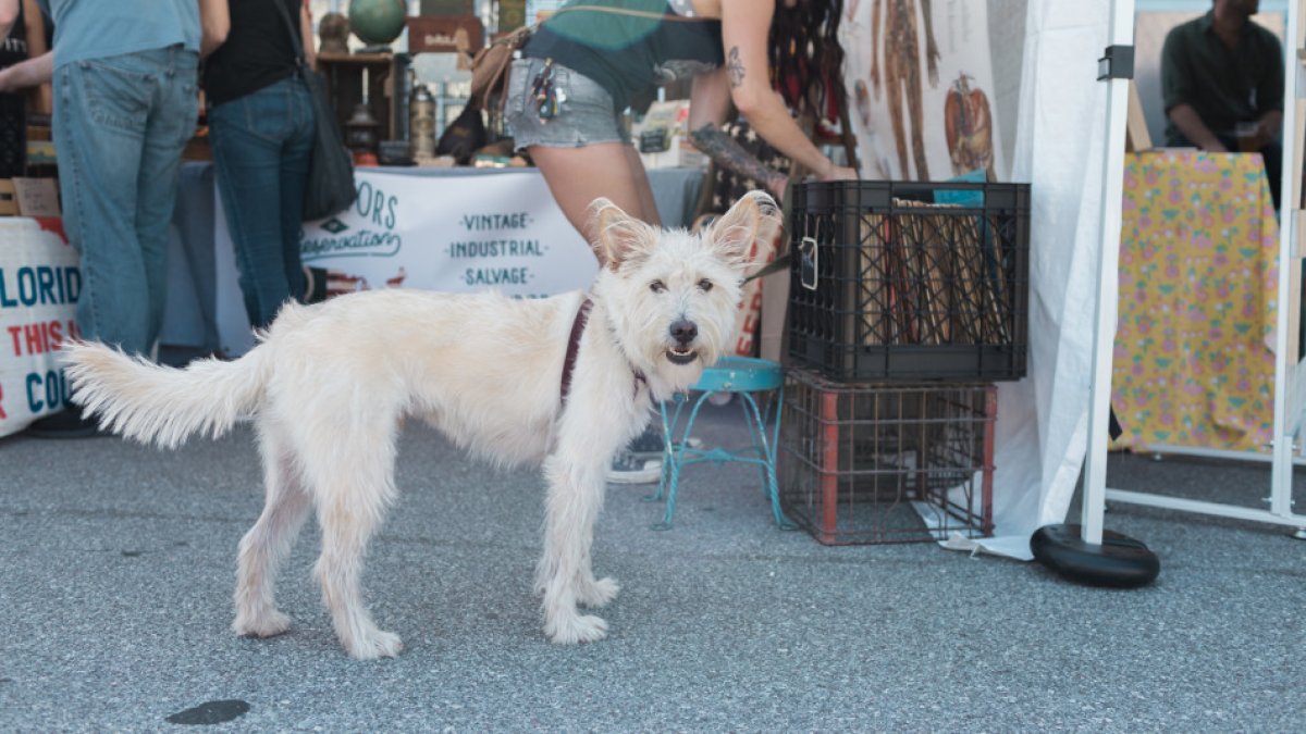 A pet and family friendly event in the year-round Florida sunshine.