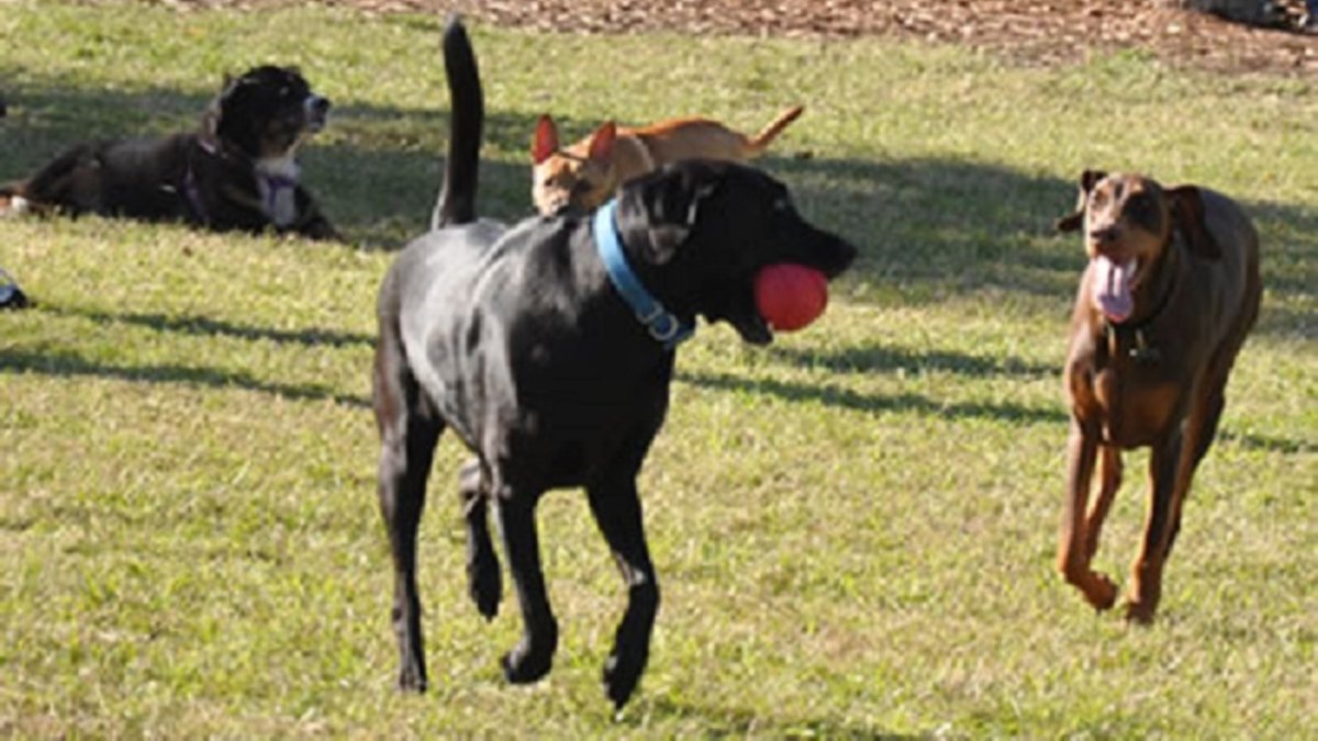 Lake Vista Dog Park Visit St Petersburg Clearwater Florida